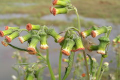 Crassocephalum crepidioides